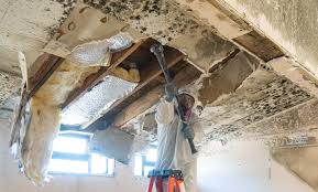 Best Commercial Mold Inspection  in Palmetto Bay, FL